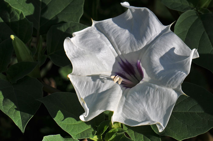 Desert Thorn-apple has a large showy trumpet shaped whitish-lavender flower with purple markings in the flora tube. Datura discolor 